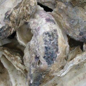 oyster-shells.jpg Oyster Shells