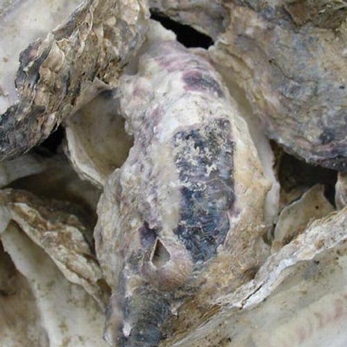 Oyster Shells