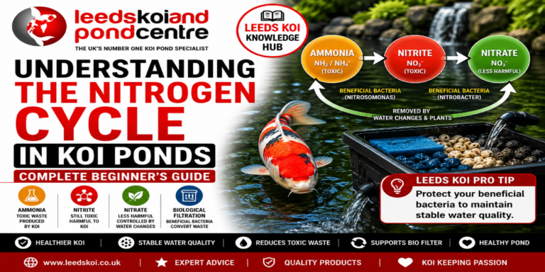 Understanding the nitrogen cycle in koi ponds showing ammonia, nitrite and nitrate conversion through beneficial bacteria and biological filtration. Complete beginner's guide from Leeds Koi.