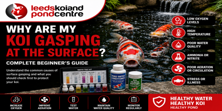 Koi gasping at the surface of a pond due to possible low oxygen or water quality problems