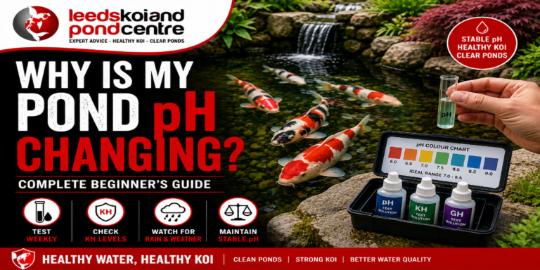 Koi pond owner testing pond pH after noticing changing water conditions.